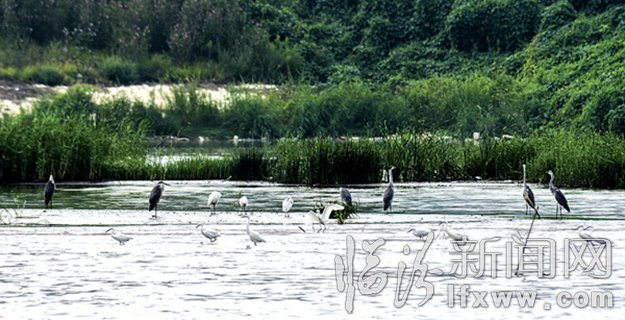 一群野生水鳥(niǎo)棲息在汾河水面上